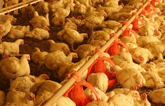 Granja Francisco - Foto 1