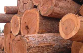 Madeireira Pitaguary - Foto 1