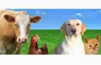 Hortifertil Produtos Agropecuários - Foto 1