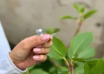 vacinação contra Chikungunya