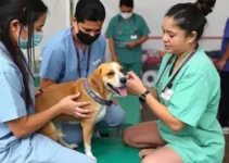 serviços veterinários gratuitos