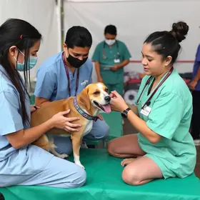 serviços veterinários gratuitos