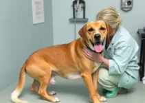 serviços veterinários gratuitos