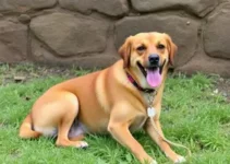 cachorrinha sumida em Maracanaú