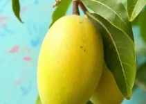 preço da manga